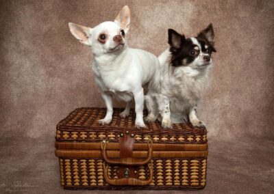 Dierenfotoshoot nu weer mogelijk! chihuahuas fotostudio geldrop img 2888