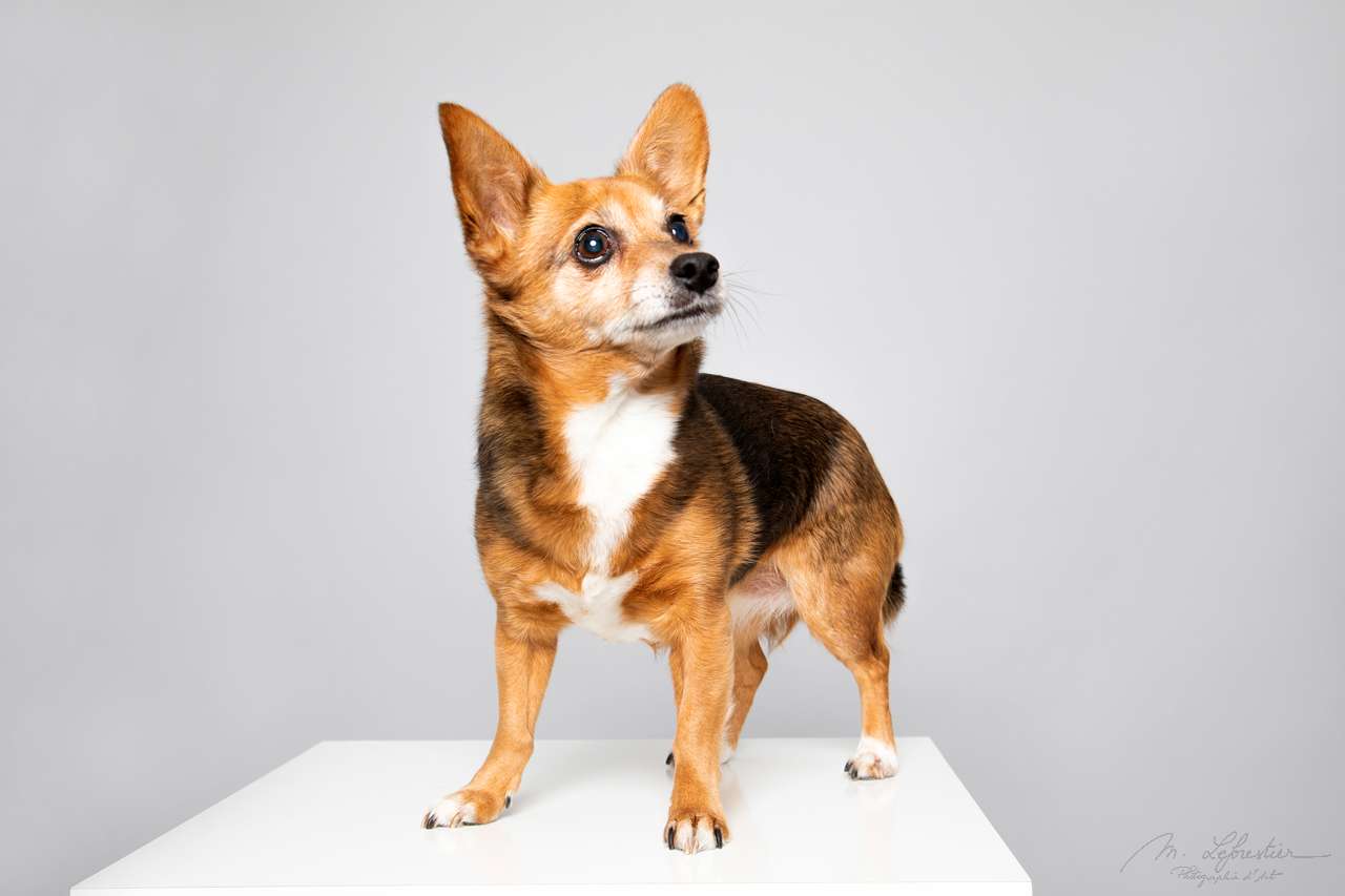 Welkom op mijn fotostudio! Dierenfotografie in de fotostudio dieren fotograaf geldrop mierlo eindhoven img 3797