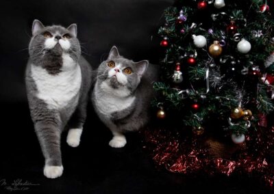op de foto met je dier in de fotostudio in Geldrop