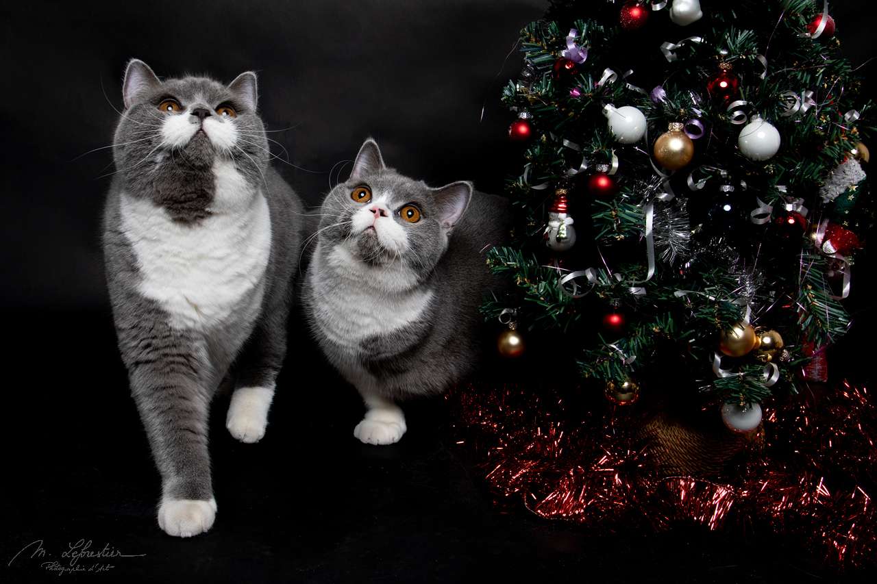 op de foto met je dier in de fotostudio in Geldrop