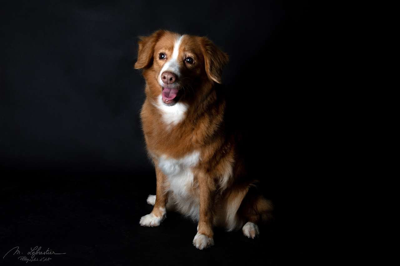 Welkom op mijn fotostudio! Dierenfotografie in de fotostudio nova scotia duck tolling retriever fotostudio geldrop img 3571