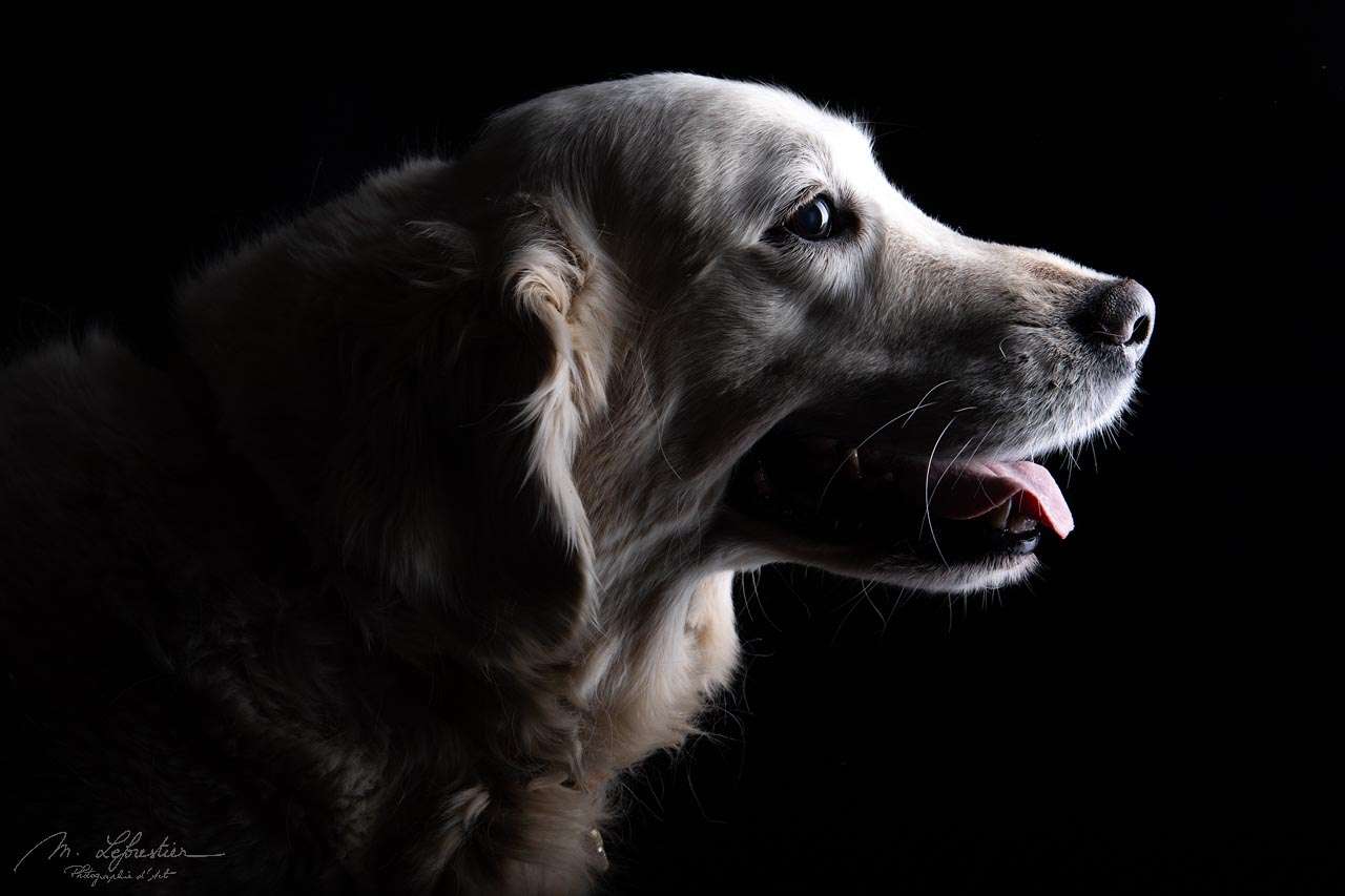 Welkom op mijn fotostudio! Dierenfotografie in de fotostudio dierenfotograaf geldrop golden retriever img 6273