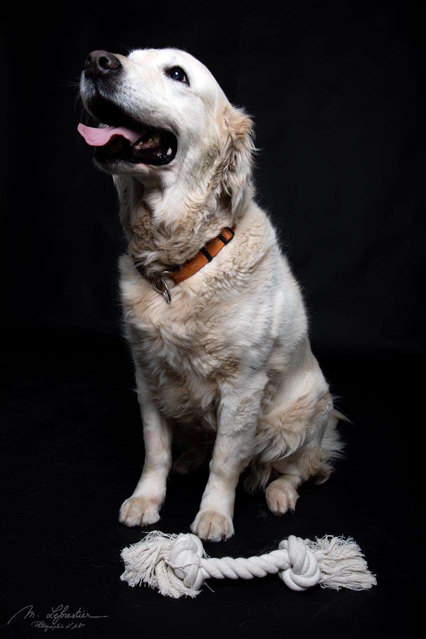 Welkom op mijn fotostudio! Dierenfotografie in de fotostudio fotostudio geldrop golden retriever img 6271
