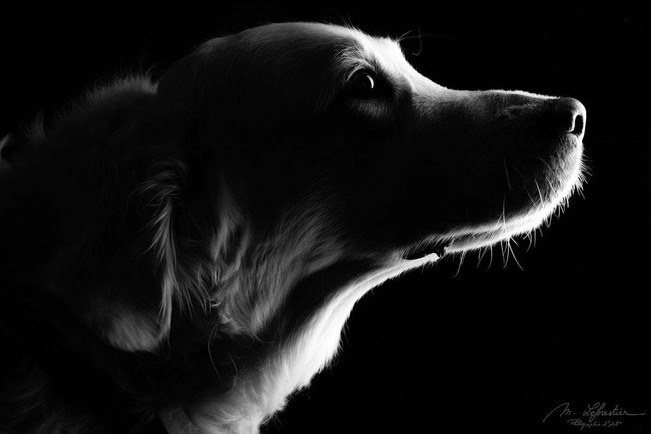 Welkom op mijn fotostudio! Dierenfotografie in de fotostudio geldrop dierenfotografie fotostudio img 6187