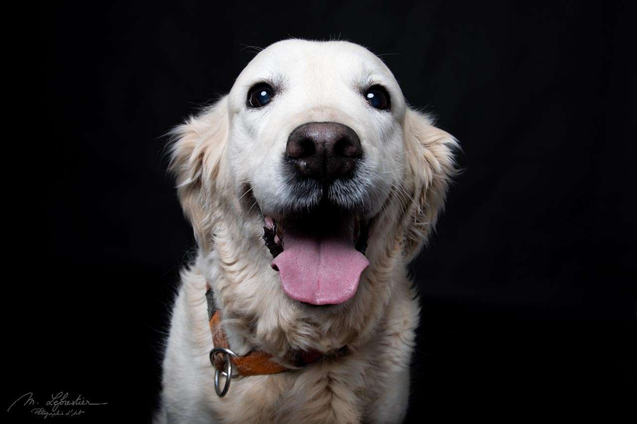 Welkom op mijn fotostudio! Dierenfotografie in de fotostudio smiling golden retriever fotostudio img 6219