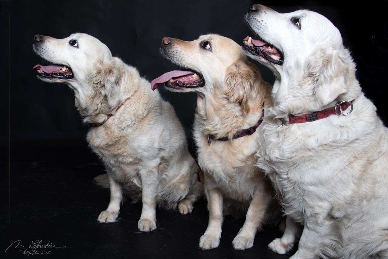 Welkom op mijn fotostudio! Dierenfotografie in de fotostudio 3 golden retrievers in de fotostudio van myriam in geldrop img 6373
