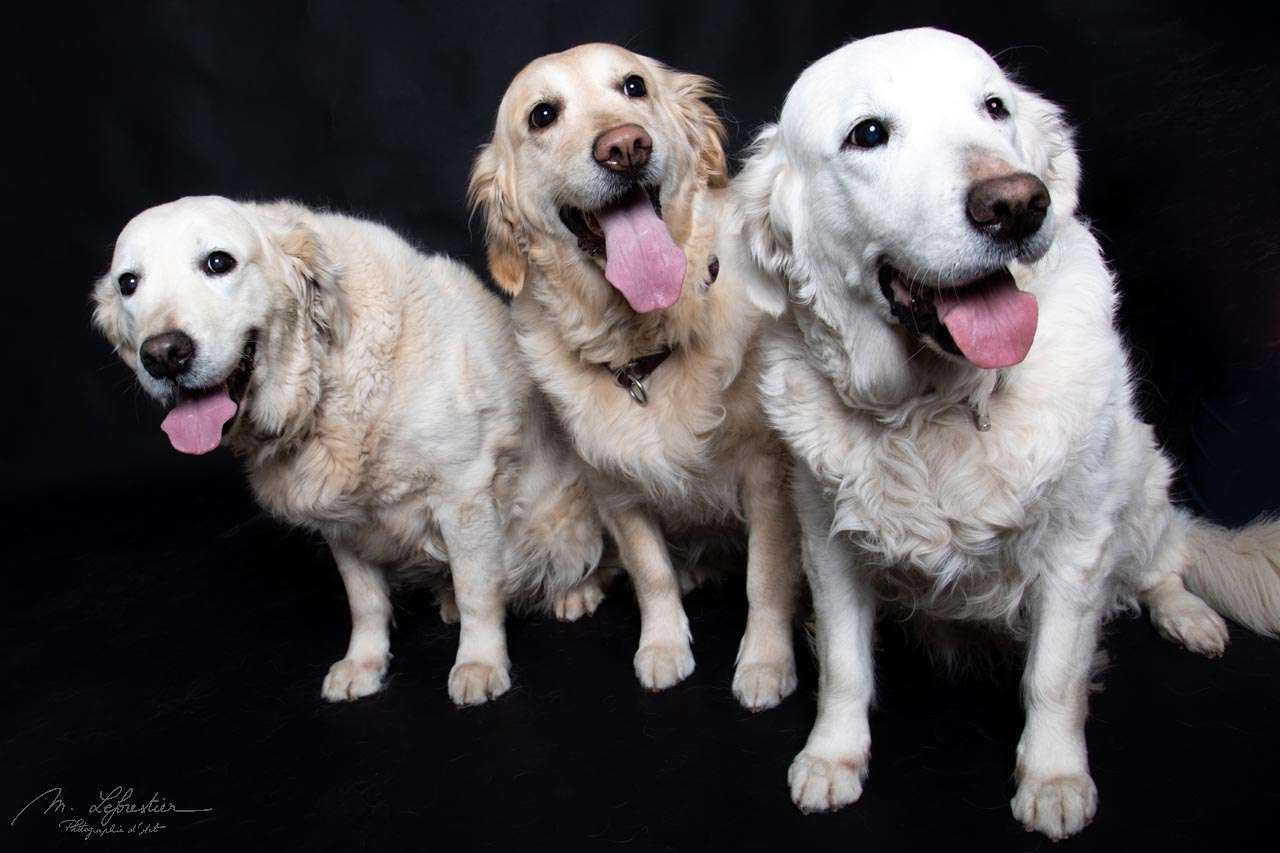 Welkom op mijn fotostudio! Dierenfotografie in de fotostudio golden retrievers fotograaf geldrop img 6375