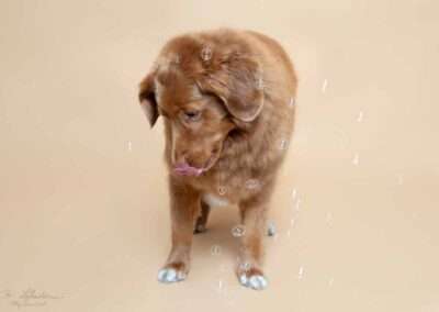 Hondje Alex straalt in de dierenfotostudio! IMG 7671