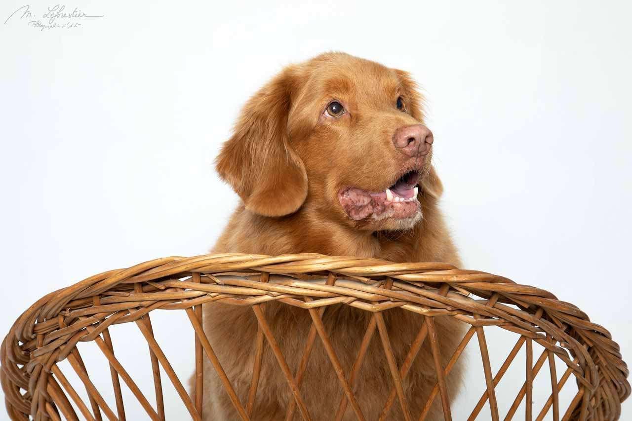 Hondje Alex straalt in de dierenfotostudio! dierenfotograaf geldrop hondje img 7551