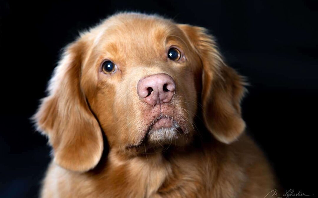 Hondje Alex straalt in de dierenfotostudio!
