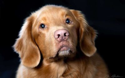 Hondje Alex straalt in de dierenfotostudio!