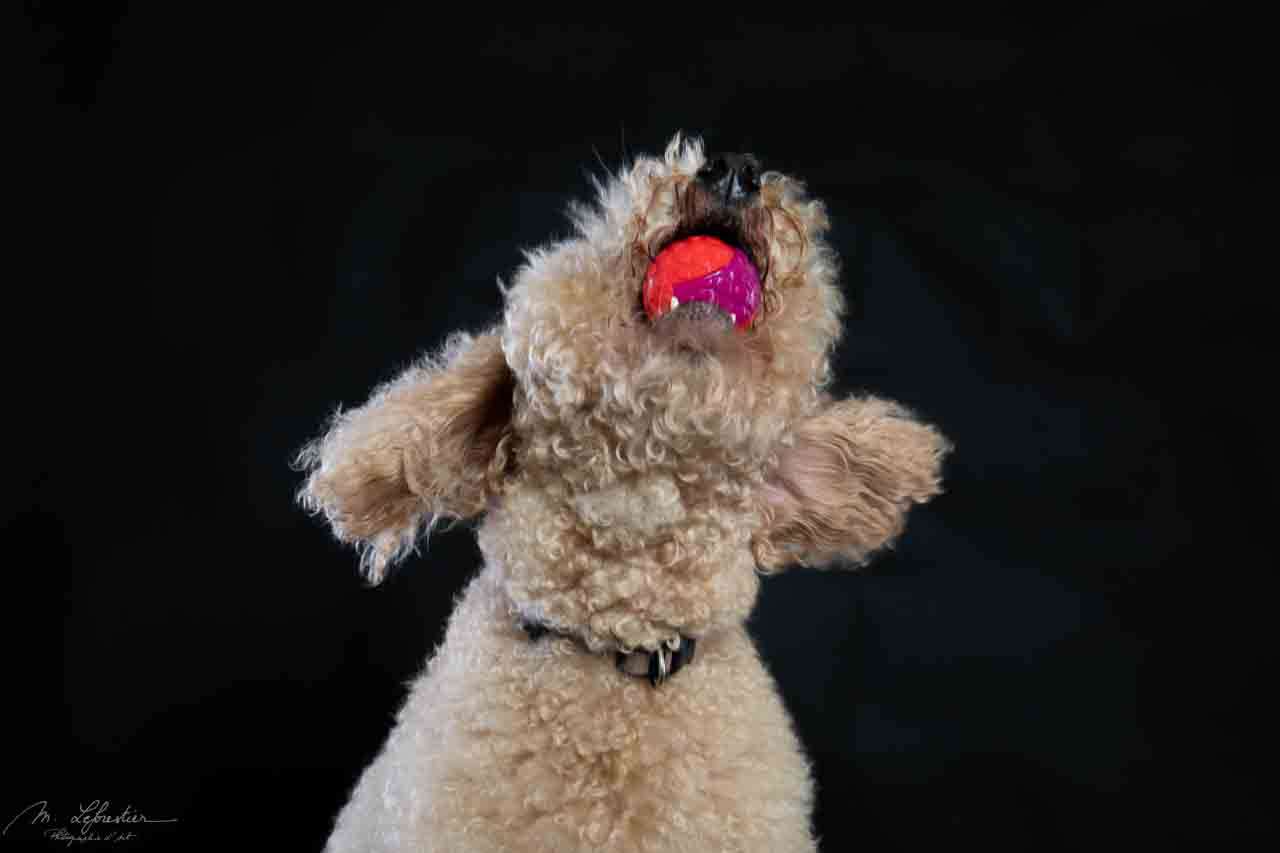 Welkom op mijn fotostudio! Dierenfotografie in de fotostudio doodle labrador catching a ball in the photostudio img 0054