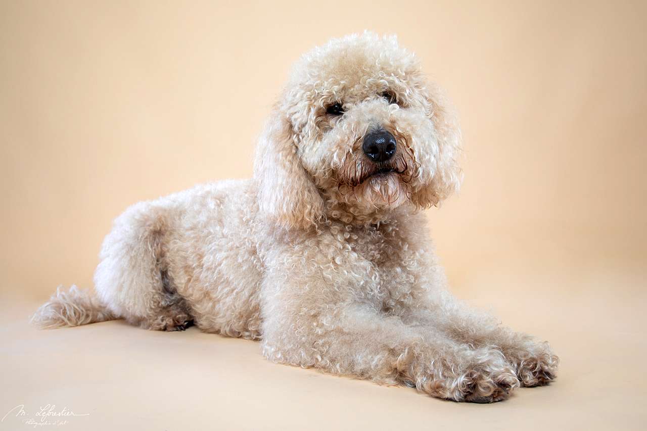Welkom op mijn fotostudio! Dierenfotografie in de fotostudio labradoodle hondje in de fotostudio in geldrop img 0079