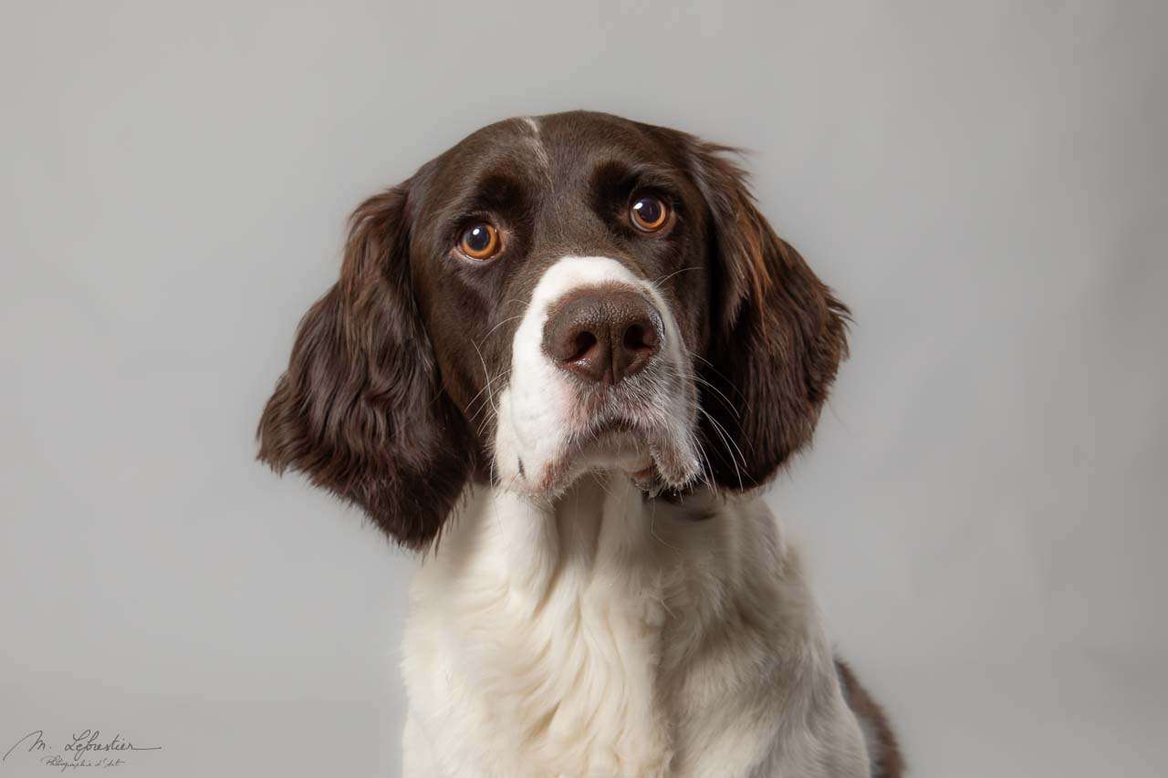 Welkom op mijn fotostudio! Dierenfotografie in de fotostudio drentse patrijs fotostudio geldrop img 0588